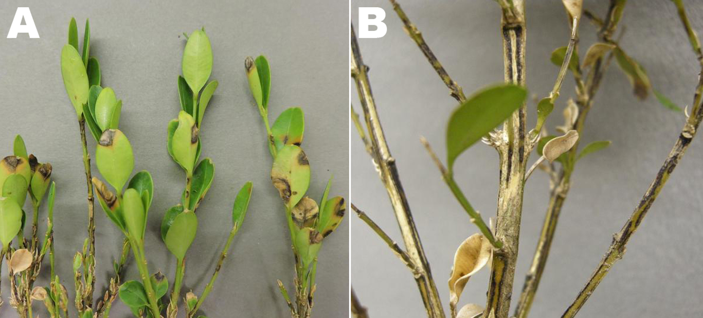 Brown necrotic spots on foliage (A) and black streaking along the stem (B) of boxwood plants. 